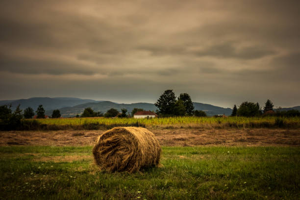 harvested straw field with hay bale on agriculture field - wheat sunset bale autumn imagens e fotografias de stock