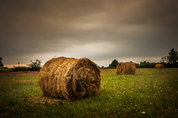 harvested straw field with hay bale on agriculture field - wheat sunset bale autumn imagens e fotografias de stock