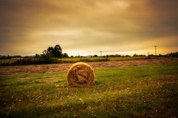 harvested straw field with hay bale on agriculture field - wheat sunset bale autumn imagens e fotografias de stock