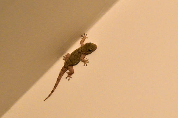 istock Common Gecko or Tarentola mauritanica 1172589663