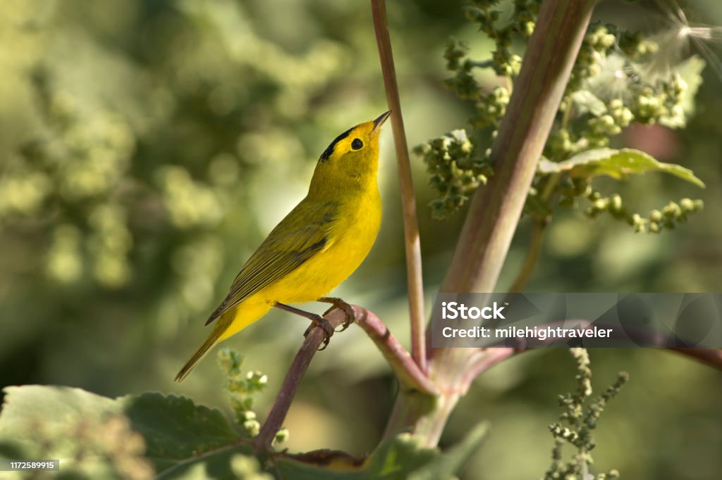 Wild Wilson’s warbler hunting insects lambs quarters goosefoot plant Denver Colorado Hopping quickly from branch to branch, a tiny male Wilson’s warbler hunts and eats insects along a creek in lambs quarters or goosefoot plants in Denver Colorado. Denver Stock Photo