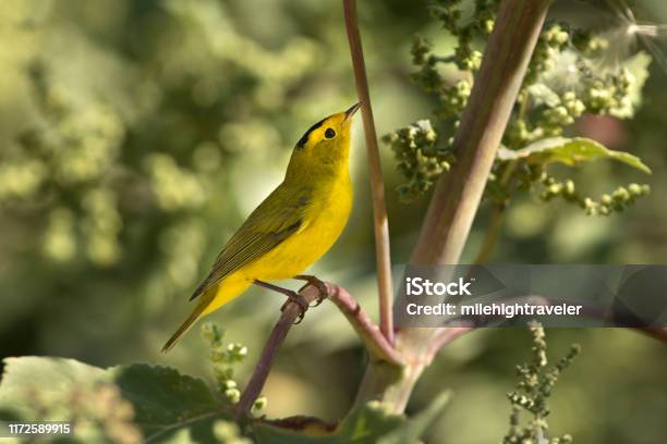 Wild Wilsons Warbler Hunting Insects Lambs Quarters Goosefoot Plant Denver Colorado Stock Photo - Download Image Now
