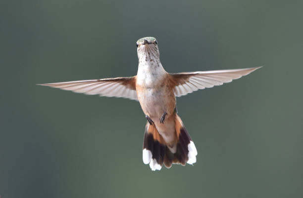 istock Broad-Tailed Hummer is Busy in the Garden 1172589919