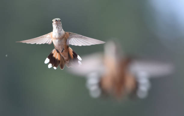 istock Broad-Tailed Hummer is Busy in the Garden 1172589921