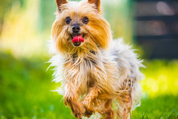 istock An amazing Yorkshire Terrier is having fun running towards camera. 1172590544