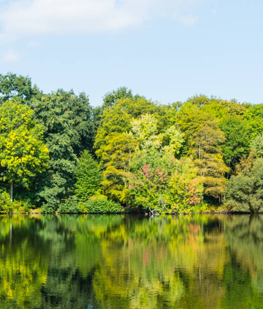 istock Reflection of Trees in Lake 1172591143