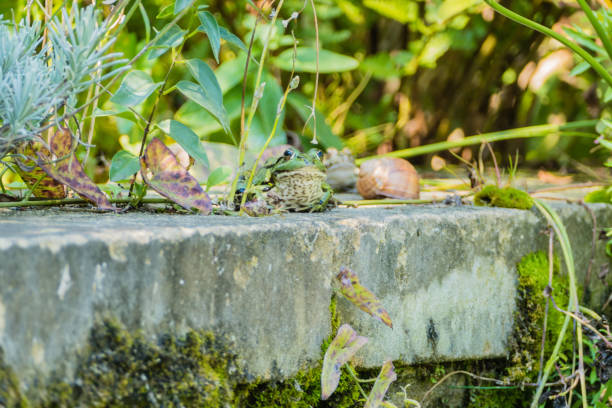 Animals Nature Frogs