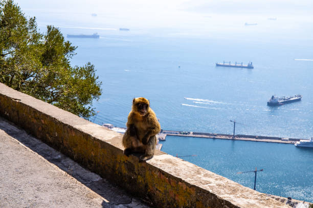 istock Macaque Monkey in Gibraltar rock - view on sea 1172592972
