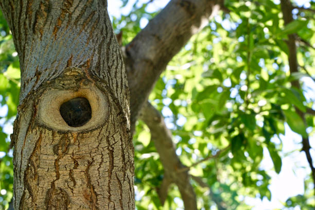 istock Long time cuts of the tree 1172593104