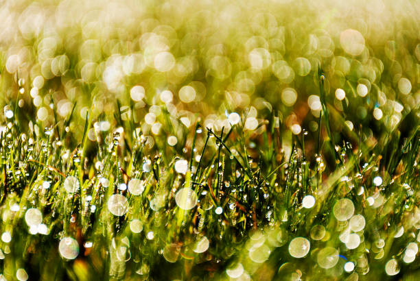 Fresh spring green grass background with bokeh effects at sunrise. Sunset. Green and bright texture. stock photo