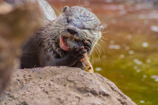 Really cute river otter eating a snack.