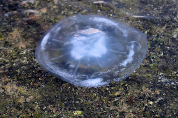 istock jellyfish in the shallow sea 1172597247