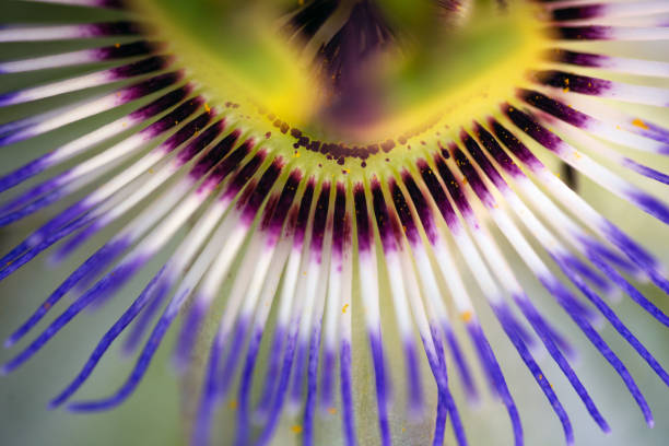 Close up shot of a Passiflora flower. Close up shot of a Passiflora flower. passion flower stock pictures, royalty-free photos & images