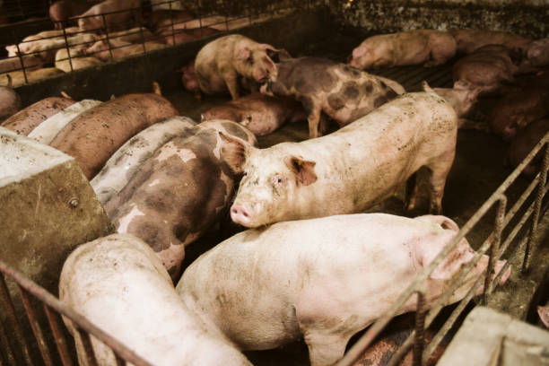 istock The farm pigs. 1172599294