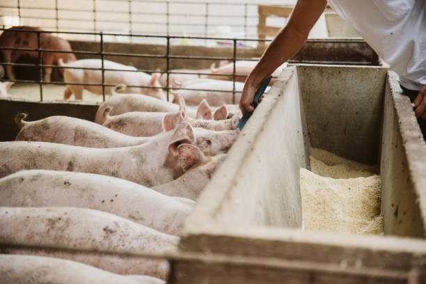 istock The farm pigs. 1172599449