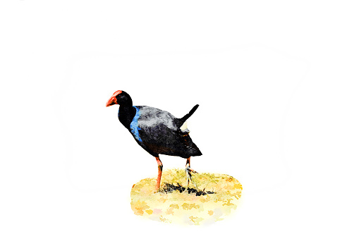 This is my Photographic Image of an Australasian Swaphen - The Pukeko Bird in a Watercolour Effect. Because sometimes you might want a more illustrative image for an organic look.