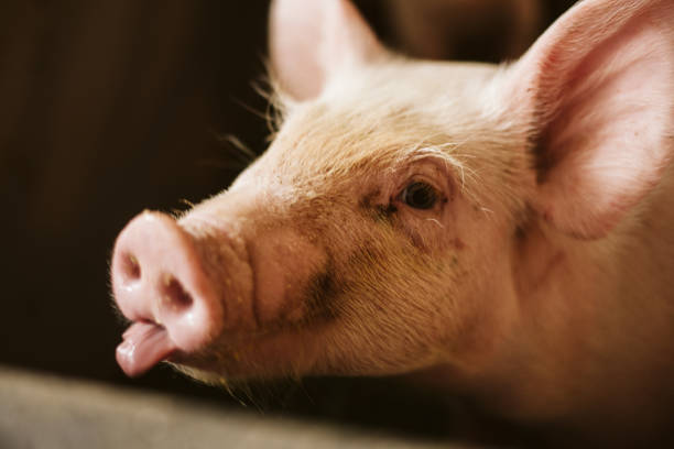 istock The farm pigs. 1172601238