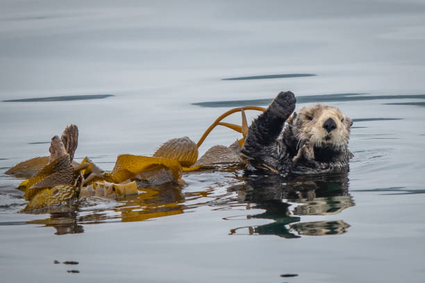 istock Sea Otter Waving 1172601967
