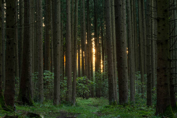 istock Beautiful forest in sunlight in summer 1172602076