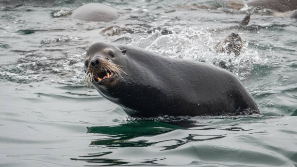 istock Swimming Sea Lion 1172603371