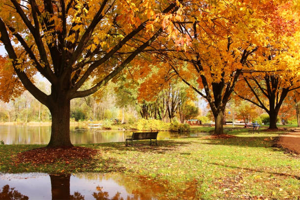 istock Beautiful colorful autumn nature background. 1172604586