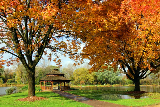 istock Beautiful colorful autumn nature background. 1172604594