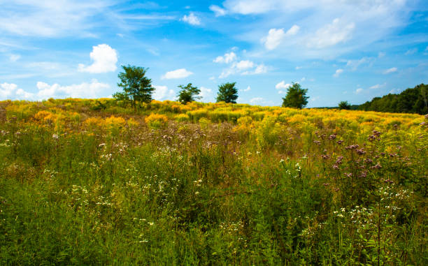 istock Yellow flowering field against a blue cloudy summer sky 1172605790
