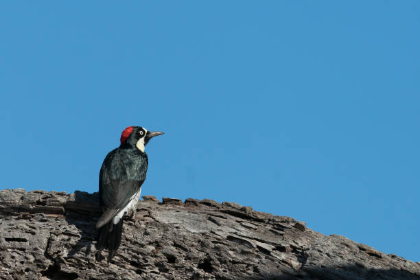 istock Acorn Woodpecker 1172606612