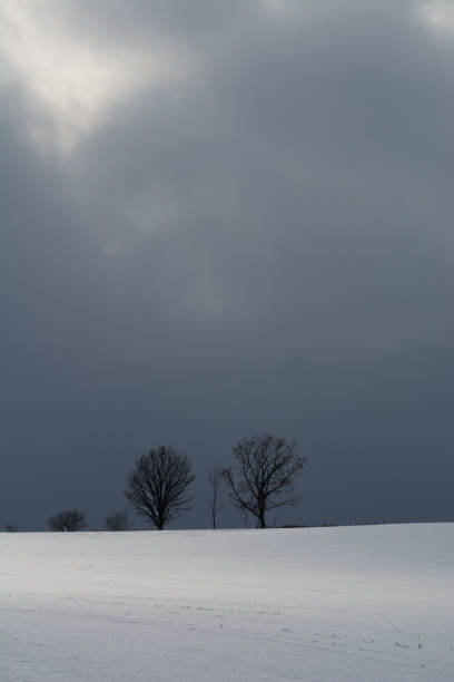 istock Winter cloudy sky and winter groves 1172606664