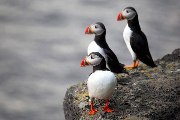 istock Three birds puffins sitting on a cliff of Iceland 1172606772