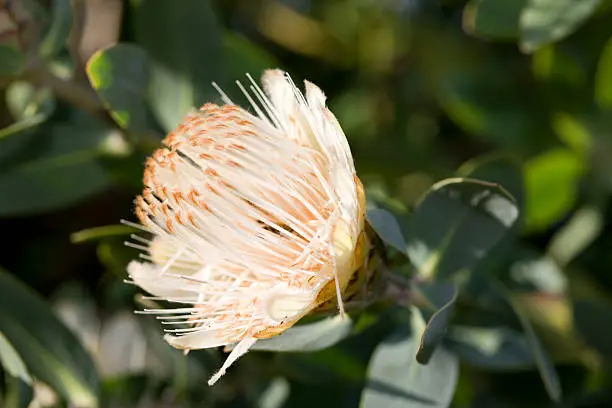 Protea is both the botanical name and the English common name of a genus of flowering plants, sometimes also called sugarbushes.