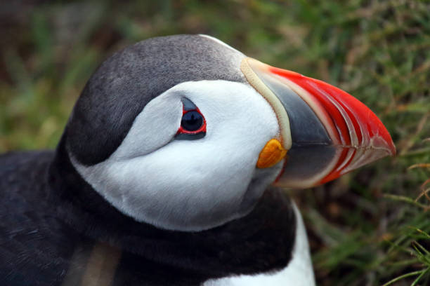 istock head of a bird paffin close up 1172608259