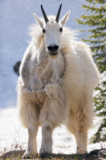A mountain goat ram Oreamnos americanus stares straight at the camera, standing on all fours, with its shaggy winter coat shedding.  Close-up, tightly composed within the vertical frame.