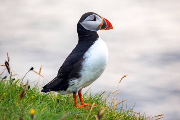 istock paffin bird on the grass in Iceland 1172609147