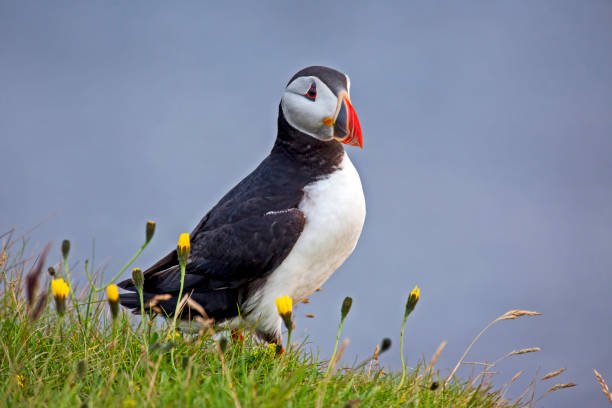 istock paffin bird on the grass in Iceland 1172611298