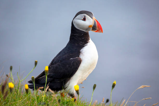 istock paffin bird on the grass in Iceland 1172611475