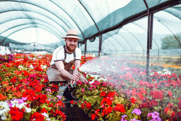 istock My Flowers Are Thirsty 1172611542