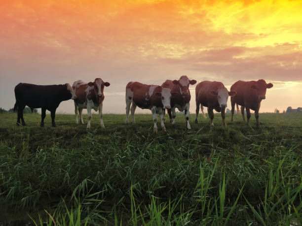 istock Cattle walking across the plans in sunset 1172612408