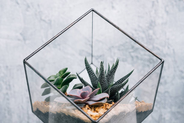 istock diy florarium handmade natural gift succulent 1172612539