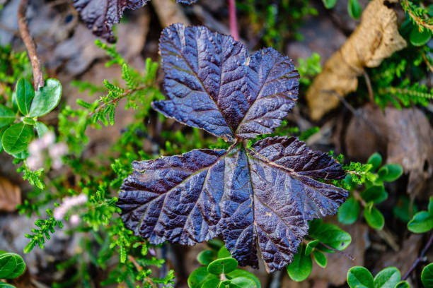istock green fresh foliage. tree leaf in summer day in sunlight. abstract pattern 1172613000