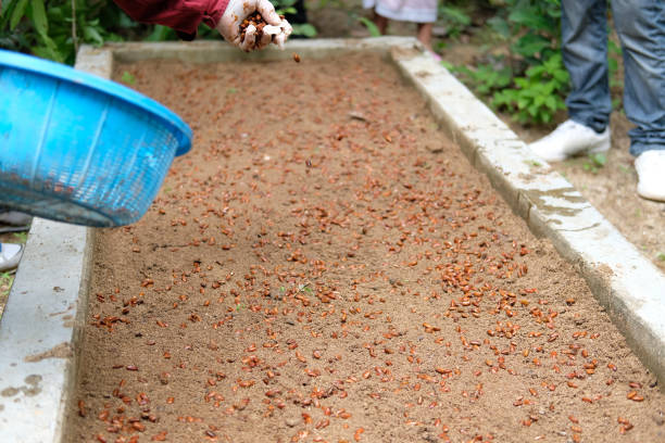 istock farmer growing plant tree seedling on fertile soil. 1172613078
