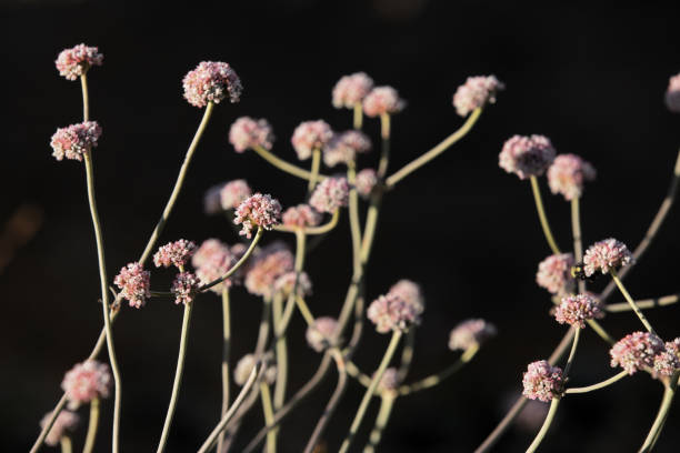 istock Wildflower Blooming Flower Heads Stems 1172613811