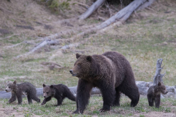 istock Grizzly Sow and Her Three Coy 1172613870