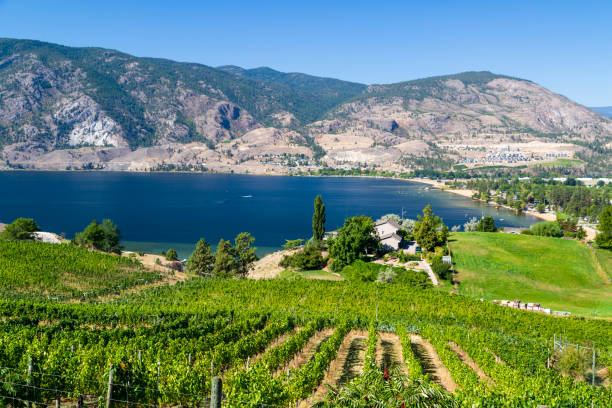 istock Penticton Okanagan Valley Winery Vineyard 1172615266