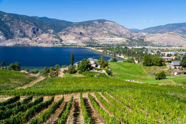 istock Penticton Okanagan Valley Winery Vineyard 1172615313