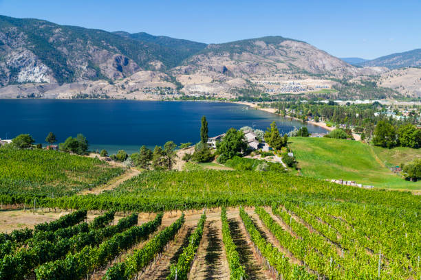 istock Penticton Okanagan Valley Winery Vineyard 1172615330