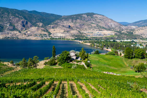 istock Penticton Okanagan Valley Winery Vineyard 1172615355