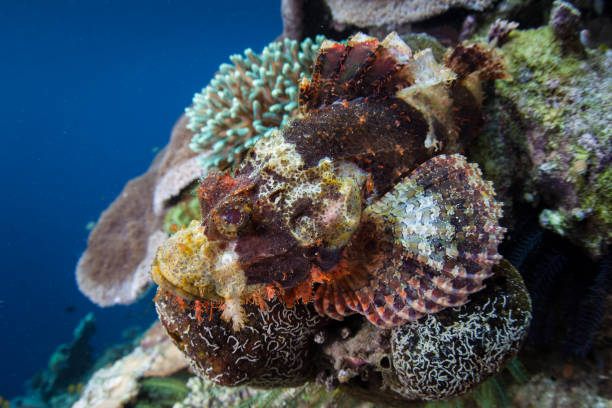istock Scorpionfish and Reef in Raja Ampat 1172615403