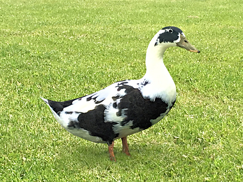 A single domestic duck (Ancona Duck) standing in a grass farm yard.  This large bird is a rare breed, a black and white spotted variety.