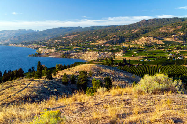 istock Winery Vineyard Okanagan Valley Penticton 1172615624